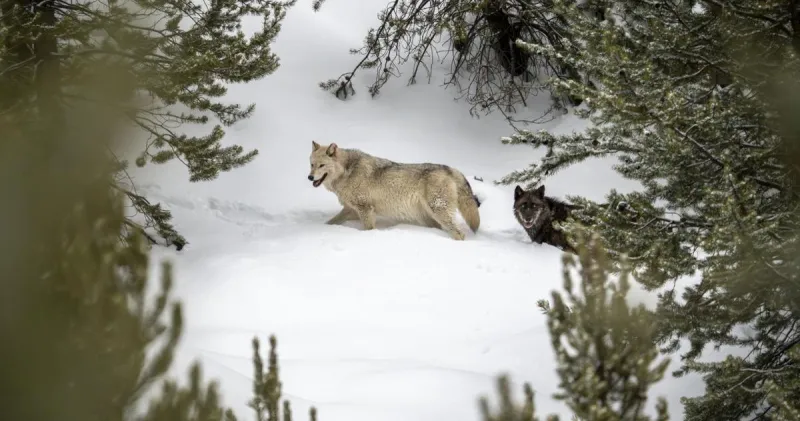 In dueling papers, scientific barbs, researchers' fight over Yellowstone wolves, aspens soldiers on