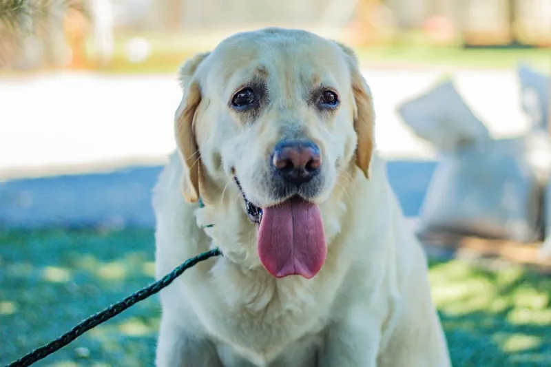 Proposition 1 Would Replace Casper's Overcrowded Metro Animal Shelter