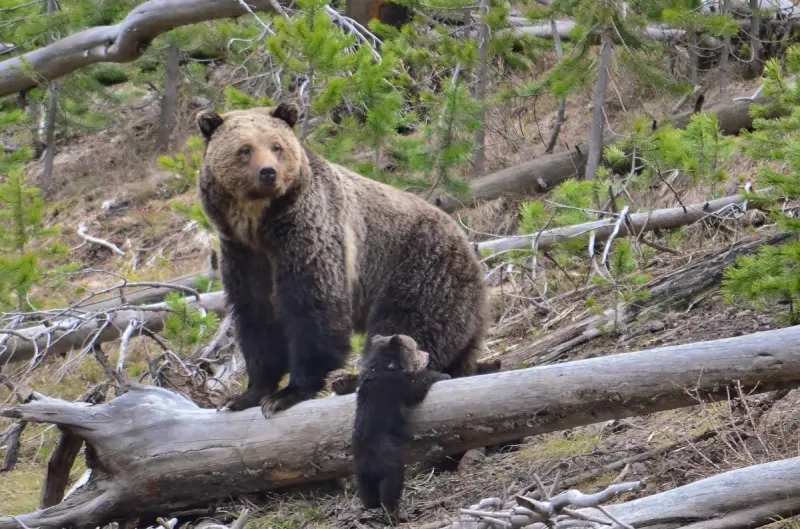 Game and Fish Department relocates grizzly bear out of Sublette County