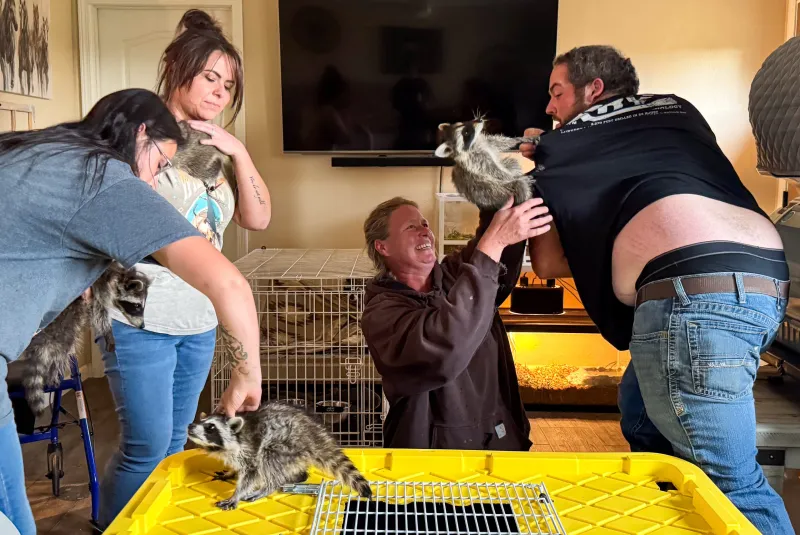 Saving lives, one raccoon at a time: Broken Bandit gives wildlife a fighting chance