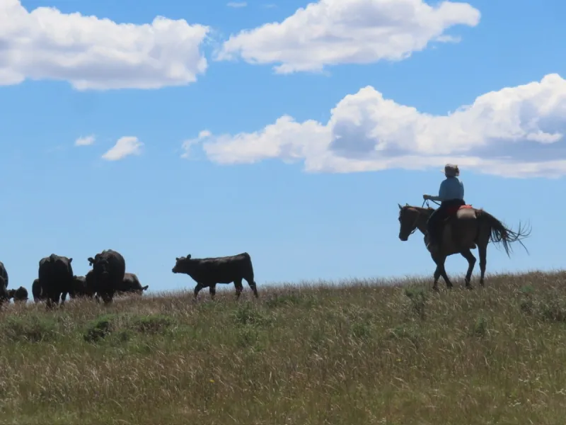Wordless Thursday: Cloudy Cowgirl