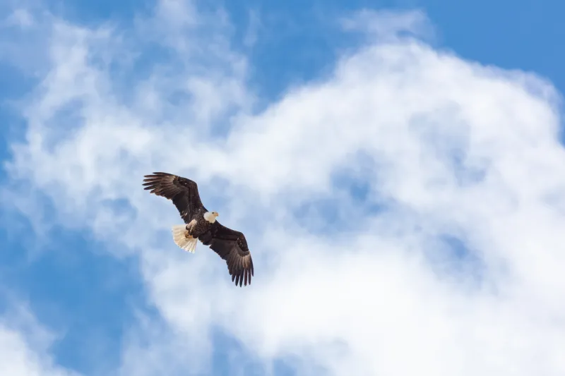 SNAPPED: Bald eagles for America's 250th anniversary