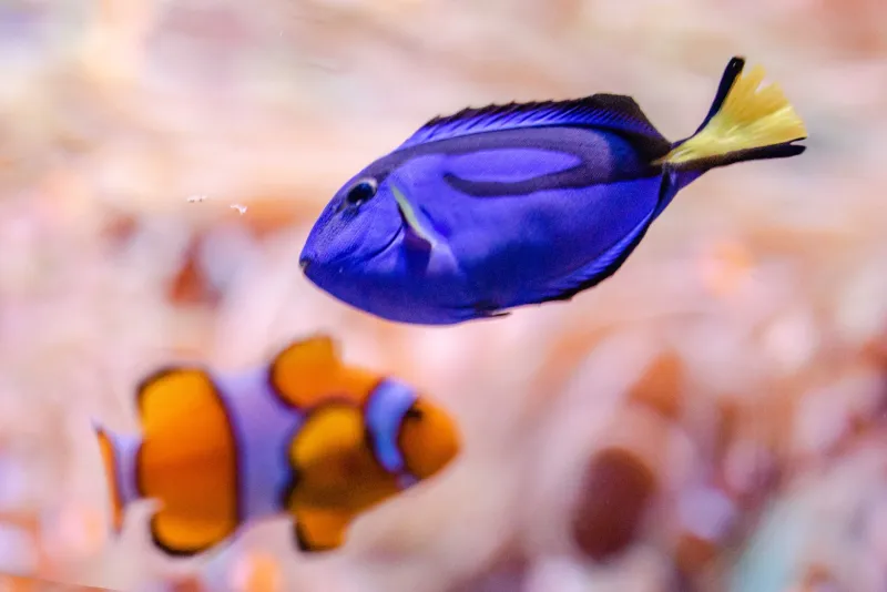 Parks and Rec hosting free splash pad screening of 'Finding Nemo'