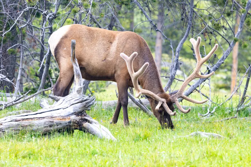 SNAPPED: Velvet is in style for Yellowstone elk
