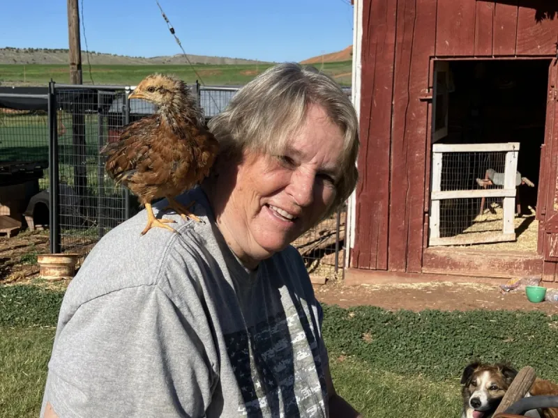 The Three Little Chicken (Stories)
