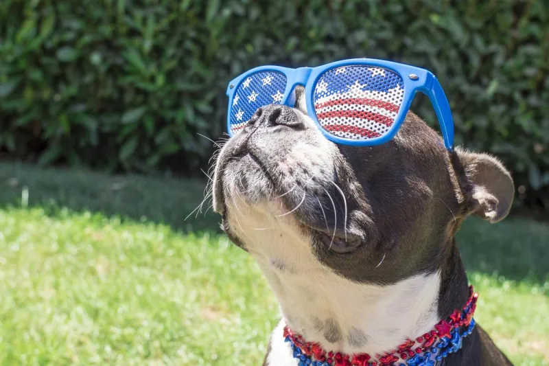 PHOTOS: The Cutest Dogs Of Summer Will Make You Say "Awwww"