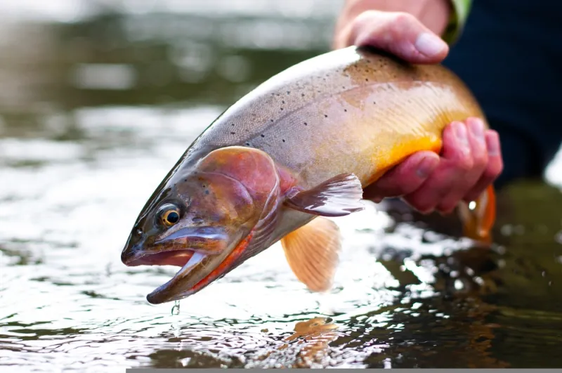 Yellowstone limits angling hours for certain rivers due to warm waters, low flows