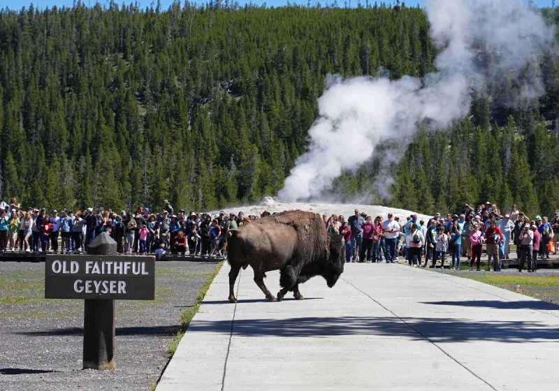 A Slow June At Yellowstone But A Lot Of People Still Showed Up