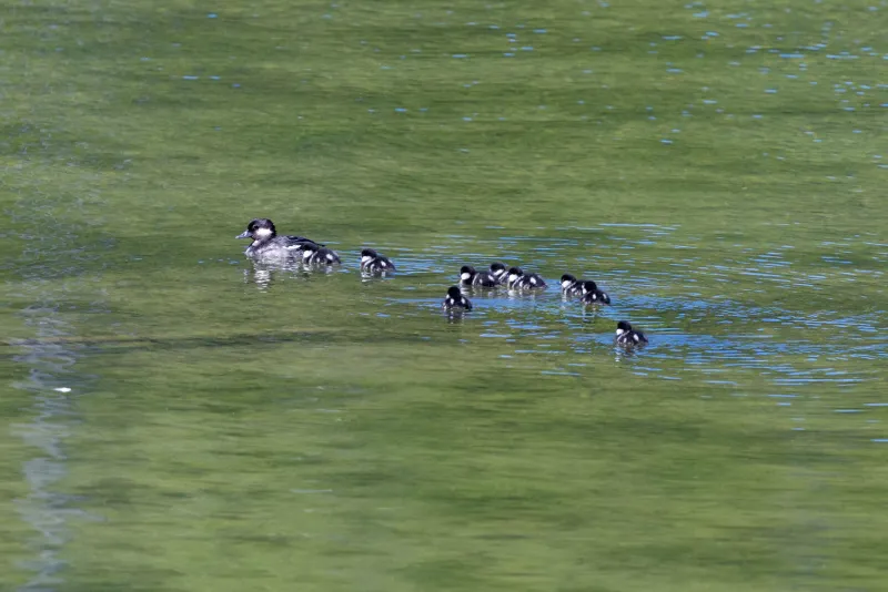 SNAPPED: Bufflehead mama leads 9 chicks through Yellowstone waters