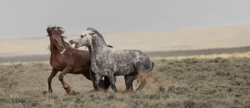 (OPINION) Wyoming: The home of the horse