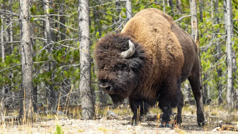 Bison headbutts Yellowstone visitor in viral video