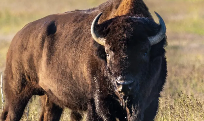 Bison gores 65-year-old in Yellowstone National Park