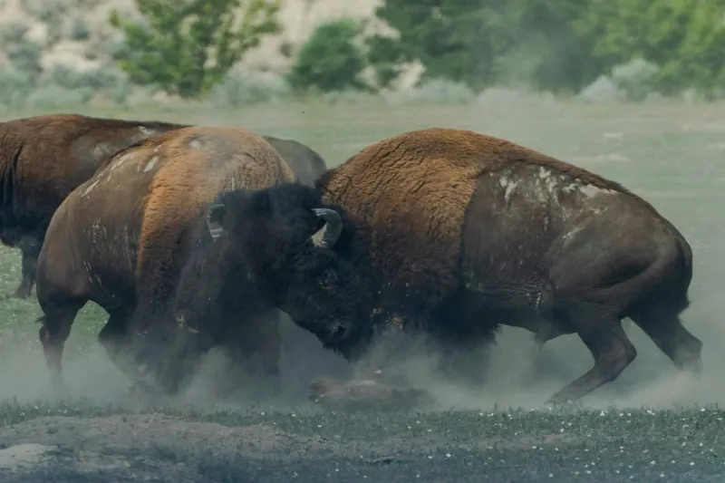 What To Do When Bison Attack In Wyoming's Yellowstone National Park