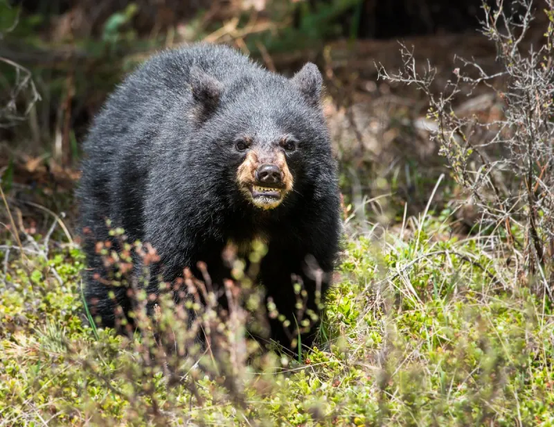 What Should You Do If You Encounter A Bear In Wyoming?