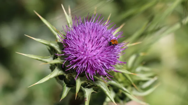 Weed & Pest seeks hiking volunteers to hunt for invasive thistles