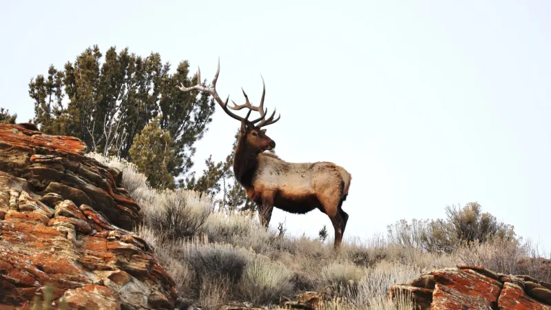 National Elk Refuge announces second case of CWD found in April