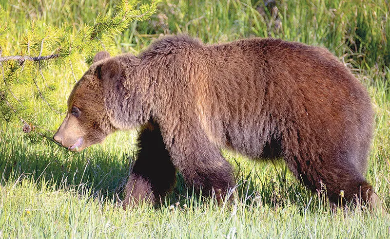Grizzly bear management