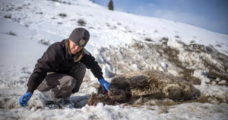 National Elk Refuge detects second case of chronic wasting disease