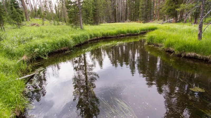 Yellowstone heightens fishing closures amid soaring water temps