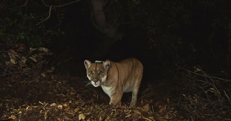 A mountain lion entered a Casper neighborhood. A bear encounter nearby ended much differently