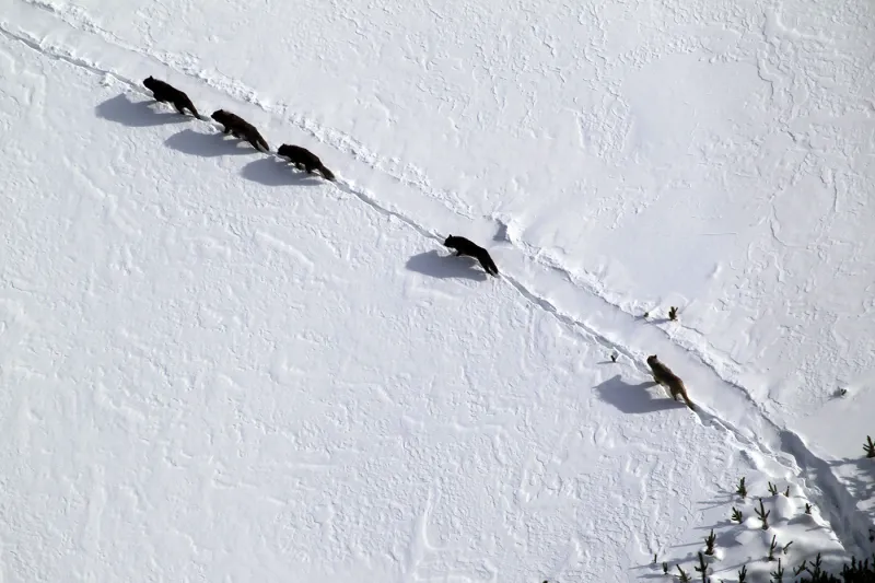 Yellowstone's oldest wolf pack, Mollie's Pack, leaves the park, raising fears for its future