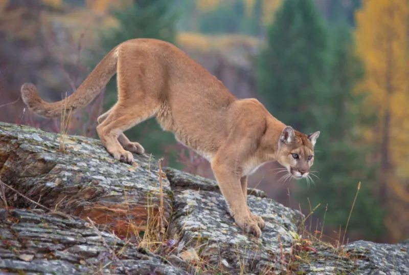 Young Mountain Lion Found In Casper And Safely Removed