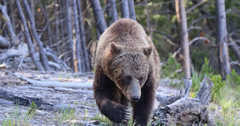 Feds sow confusion with rule to "increase management flexibility" for grizzly bears