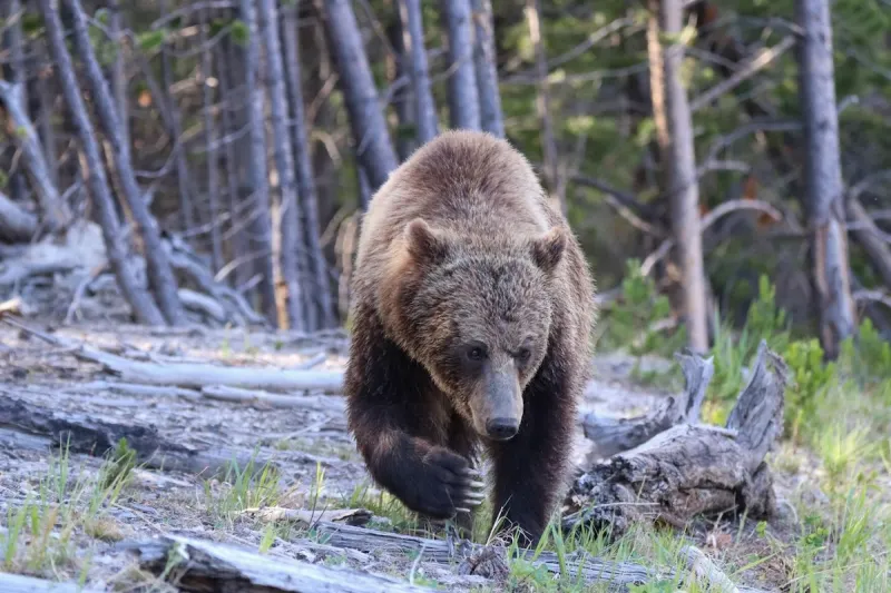 Feds sow confusion with rule to 'increase management flexibility' for grizzly bears