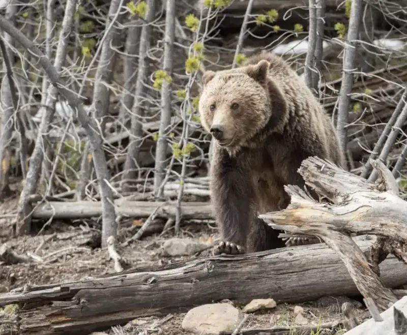 Feds look to return grizzly management to Western states