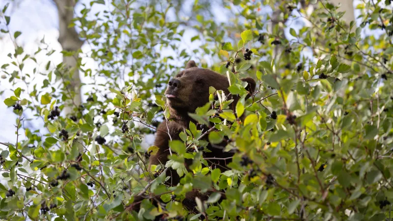 Swan Valley bear euthanized after residential break-in, pumpkin pie feast