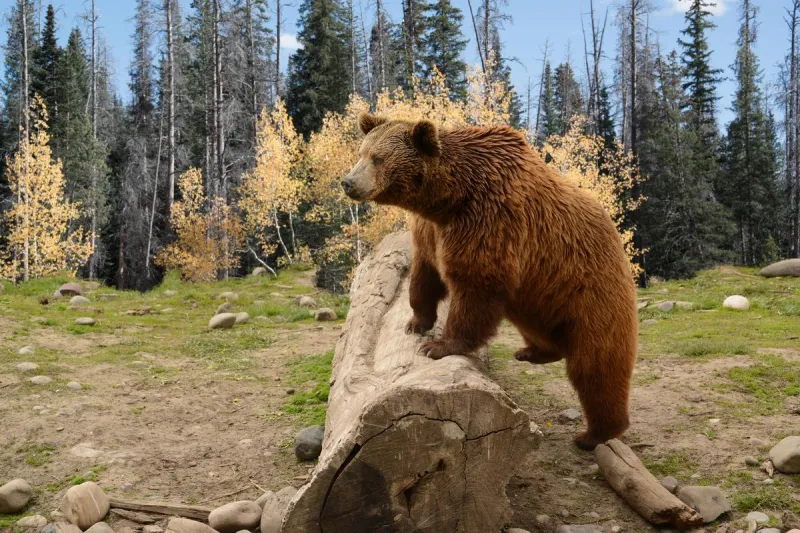 How And When To Use Bear Spray In Wyoming's Bear Country