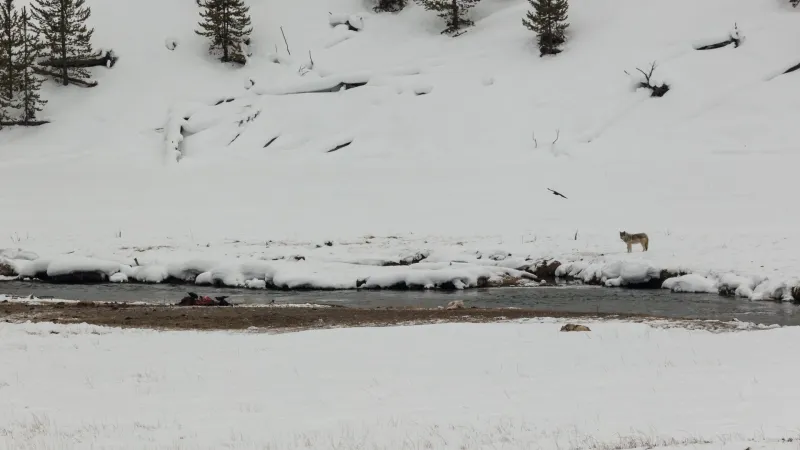 Yellowstone's oldest wolf pack, Mollie's Pack, leaves the park, raising fears for its future
