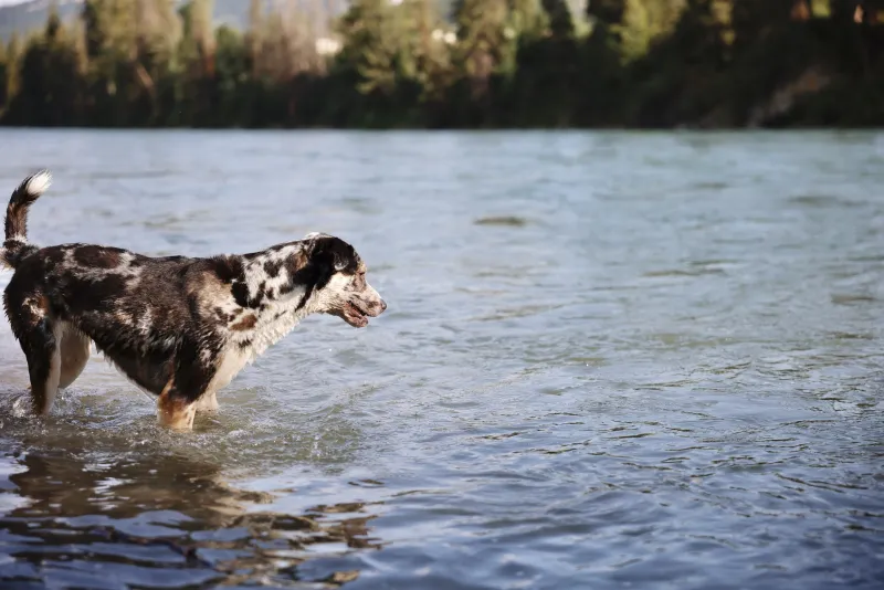 Explainer: 'Dog days' of summer
