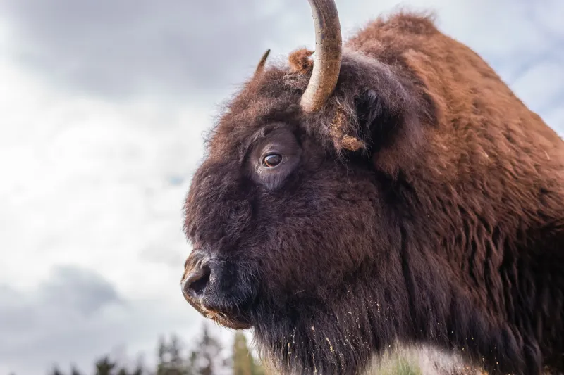 Bison Attack Victim Tells His Story From Hospital Bed