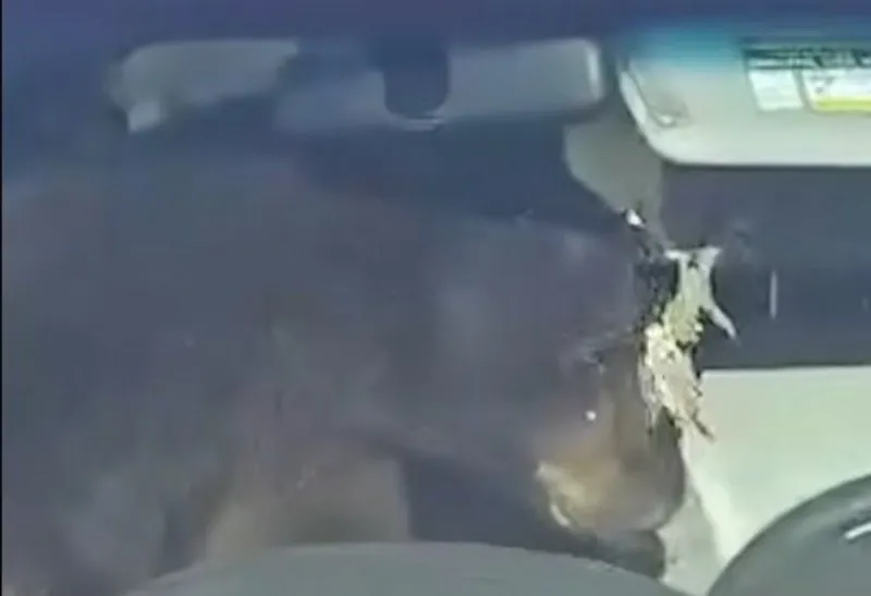 WATCH: Colorado Man Cleverly Removes Bear From His Car