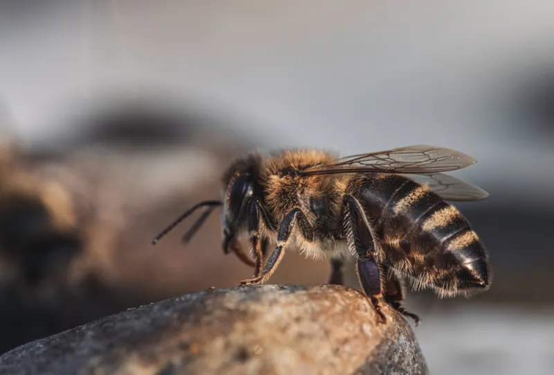 Gillette proclaims Pollinator Day during National Pollinator Week