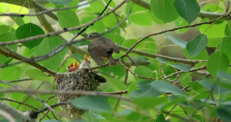 Field Notes: Mormon crickets appear early, warbling vireos hatch