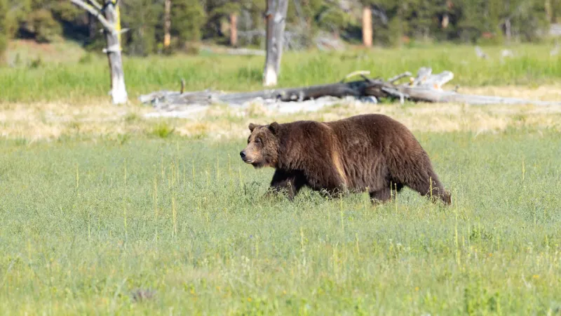 Second Sublette County grizz relocated to Five Mile Creek near Yellowstone