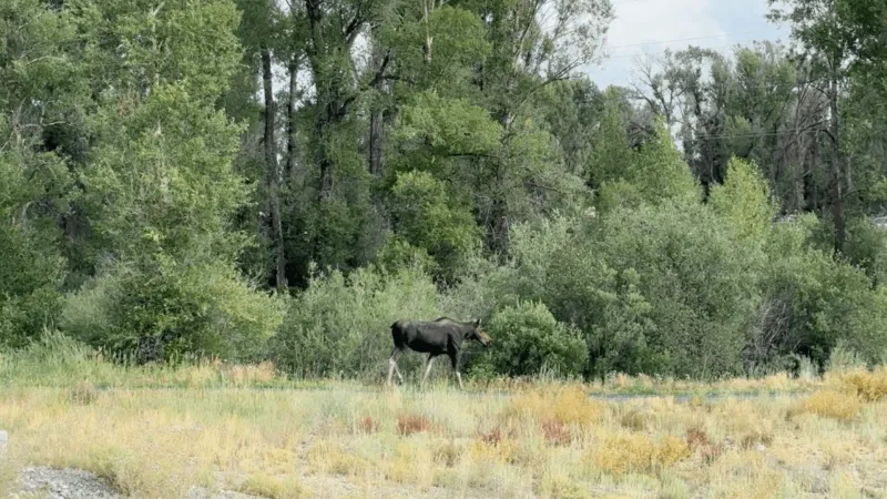 SNAPPED: Moose politely uses pathway, cyclist avoids conflict