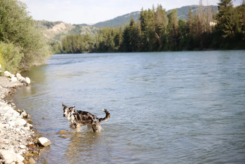Readers, send us your summery dog pics!