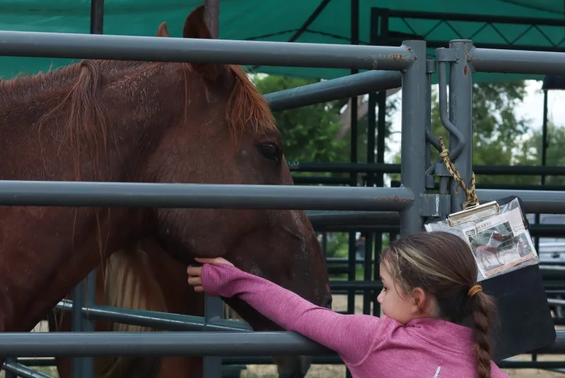 Wild colts and fillies get a second chance at BLM auction outside Frontier Days
