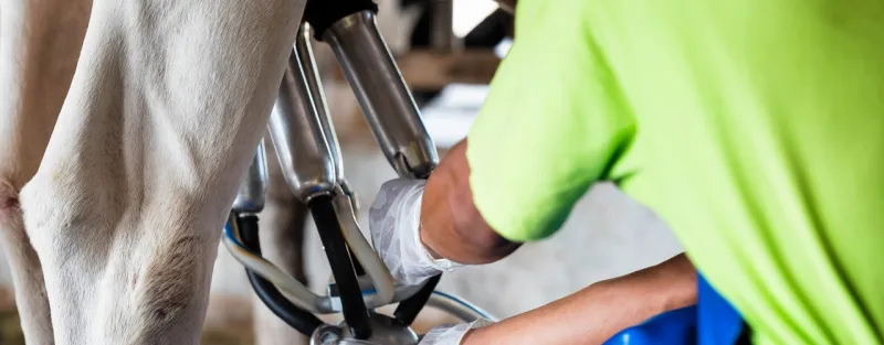 Signs It's Time To Clean Dairy Milking Tubes