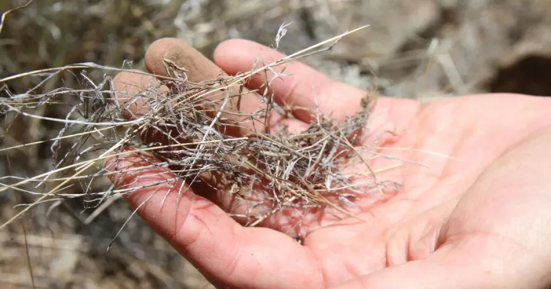 FROM WYOFILE: Cheatgrass is invading the best sagebrush left in the West. How can Wyoming hold the line?