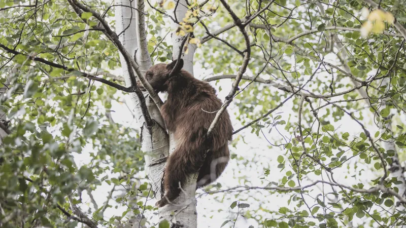 Free 'Brother Bear' screening plays Friday in Powderhorn Park