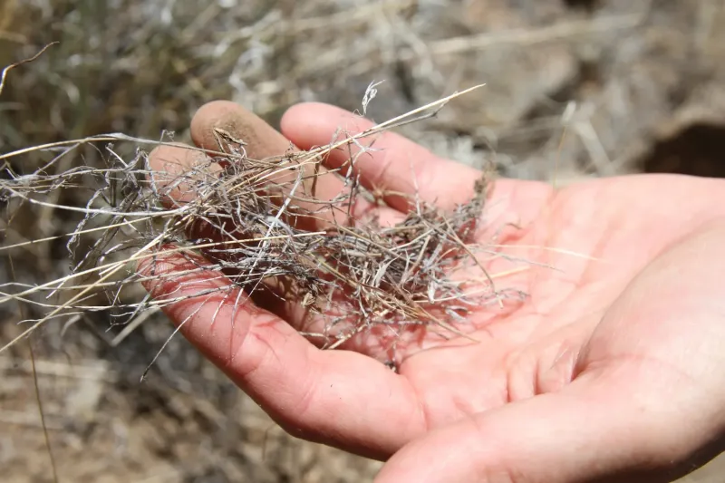 Cheatgrass is invading the best sagebrush left in the West. How can Wyoming hold the line?