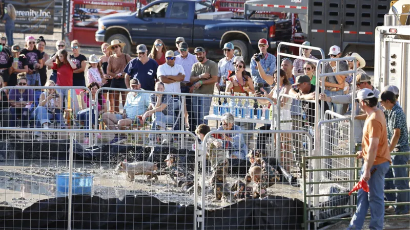 SNAPPED: Swift swine evade muddy contestants at pig wrestling event