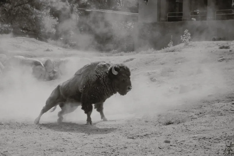 The Buffalo Song Could Be Wyoming's Song Of The Summer