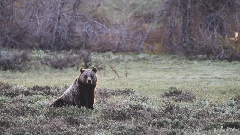 Jogger survives bear attack in Henrys Lake State Park