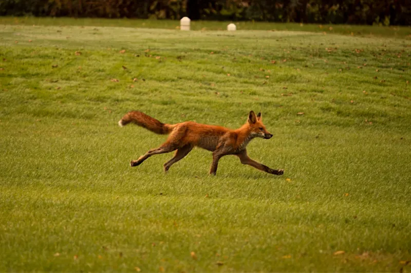 The Wildlife In Yellowstone Goes Way Beyond Bison And Bears