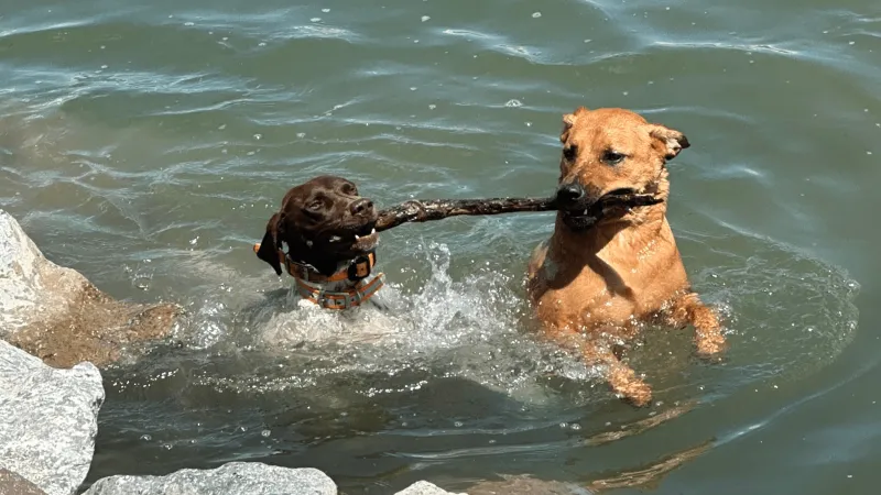 SNAPPED: Local dogs make most of hot summer